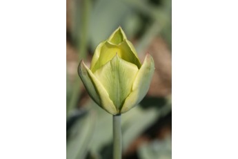 SPRING GREEN